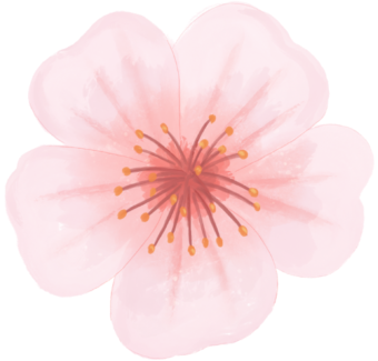 Kirschblüte